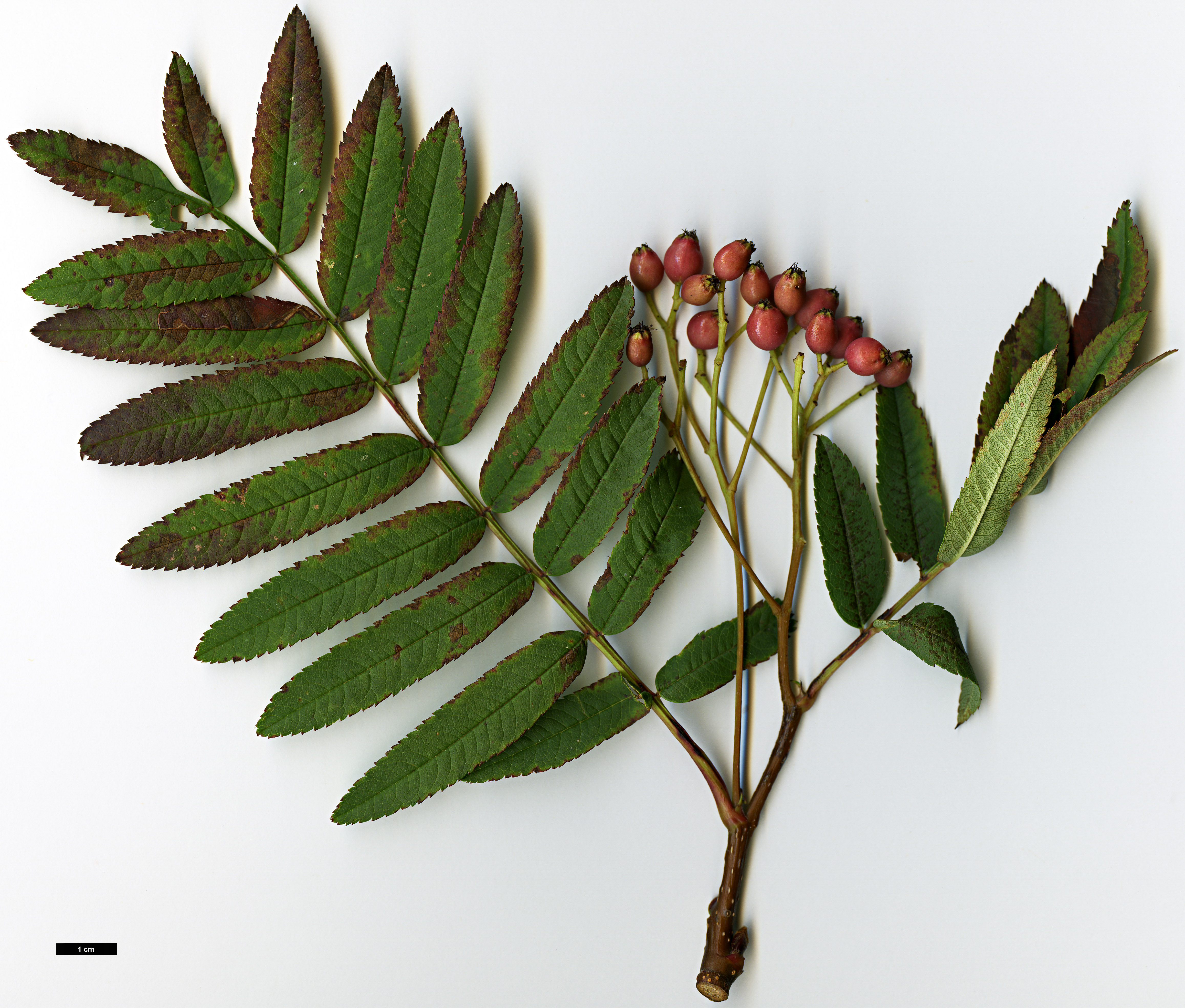 High resolution image: Family: Rosaceae - Genus: Sorbus - Taxon: KR 6445F (S. aff. rehderiana)